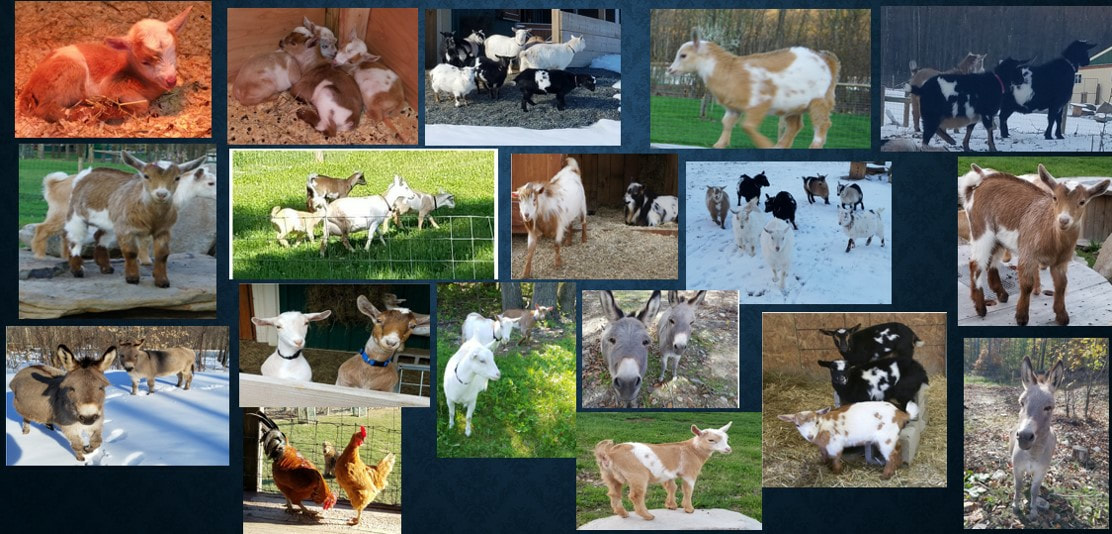 JS Mountain Pond Farm Nigerian Dwarf Goat Picture Gallery
